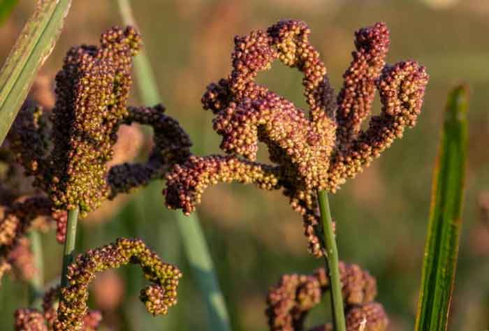 Finger Millet (Kodo): The Ancient Superfood for Modern Health and Wellness